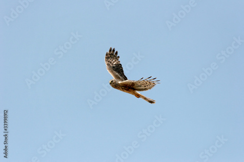 Photo : Circus cyaneus - Busard Saint-Martin - Northern Harrier Circus cyaneus - Busard Saint-Martin - Northern Harrier