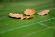 autumn leaves