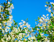 Foto: Frame of cherry blossoms against the blue sky Frame of cherry blossoms against the blue sky