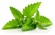 fresh green leaf of melissa