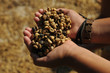 Coffee beans Coffee beans