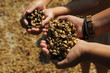 Coffee beans