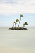 palm trees island