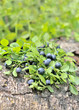 Blueberries