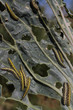 Photo: Cabbage leaf covered with caterpillas pest Cabbage leaf covered with caterpillas pest