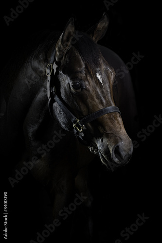 Photo: Quarter Horse Hengst Portrait Quarter Horse Hengst Portrait