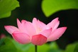 雨にぬれたハスの花