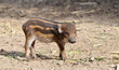 baby wildboar