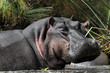 Hippo (Hippopotamus amphibius) at Naivasha Lake, Kenya