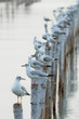 Seagull sit on bamboo Seagull sit on bamboo
