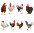 cock