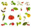 foodstuff