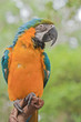 Blue-and-yellow Macaw Blue-and-yellow Macaw
