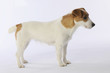 jack russell en studio de profil jack russell en studio de profil