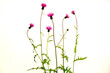 可憐な草花 可憐な草花