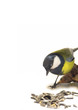 Titmouse