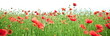 Field of wild poppy flowers.