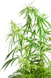 Cannabis sativa. Marijuana plant isolated on white background Cannabis sativa. Marijuana plant isolated on white background