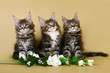 Three kittens maine coon Three kittens maine coon