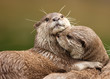 Oriental Short-Clawed Otters cuddling