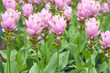 Pink field of Siam tulip Pink field of Siam tulip