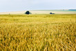 Foto: Wheat field Wheat field