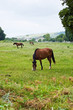 Horses pasturing