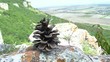 Pine Cone with Landscape