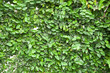 Creeper plant covered wall