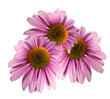 beautiful echinacea on a white background