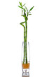 Glass jar with bamboo