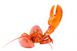 lobster lobster