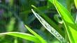 Video: green leaves in the rain green leaves in the rain