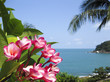 frangipani tropical flowers koh samui