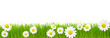 Green grass and chamomiles