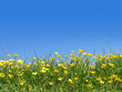 buttercups in field