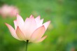 ハスの花