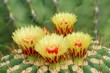 サボテンの花