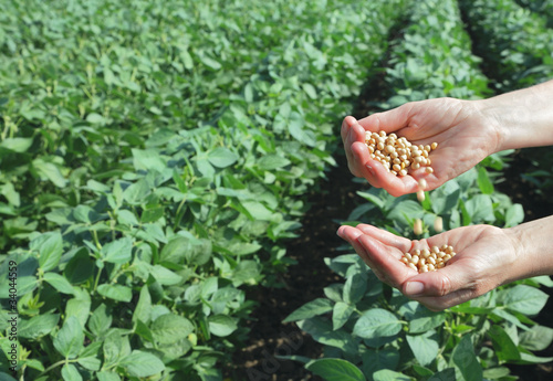 Photo: Agricultural concept, soybeans, hands and soy field Agricultural concept, soybeans, hands and soy field