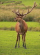 Cerf