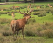 Cerf