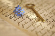 Foto: Forget-me-not on Diary Forget-me-not on Diary