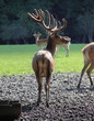 Cerf en contre jour Cerf en contre jour