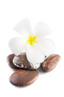 Frangipani on therapy stones Frangipani on therapy stones
