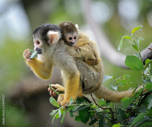 Photo: Squirrel monkey with its baby Squirrel monkey with its baby