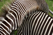 Grevys zebras