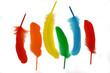 Photo: colorful feathers colorful feathers