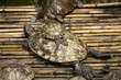 Schildkröten auf Bambus