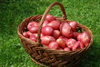 Kartoffelernte Erntehelfer Kartoffelsorte