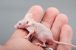 hairless mouse